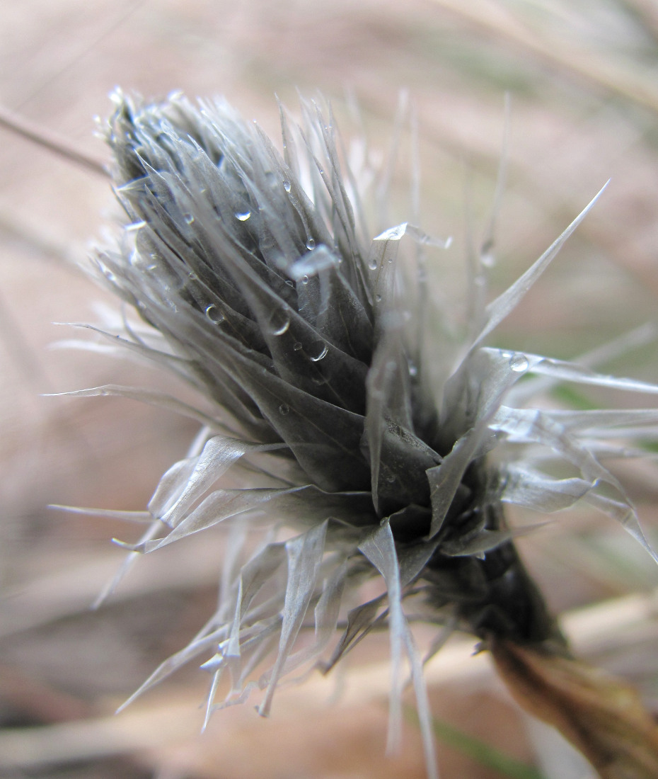 Image of Eriophorum vaginatum specimen.