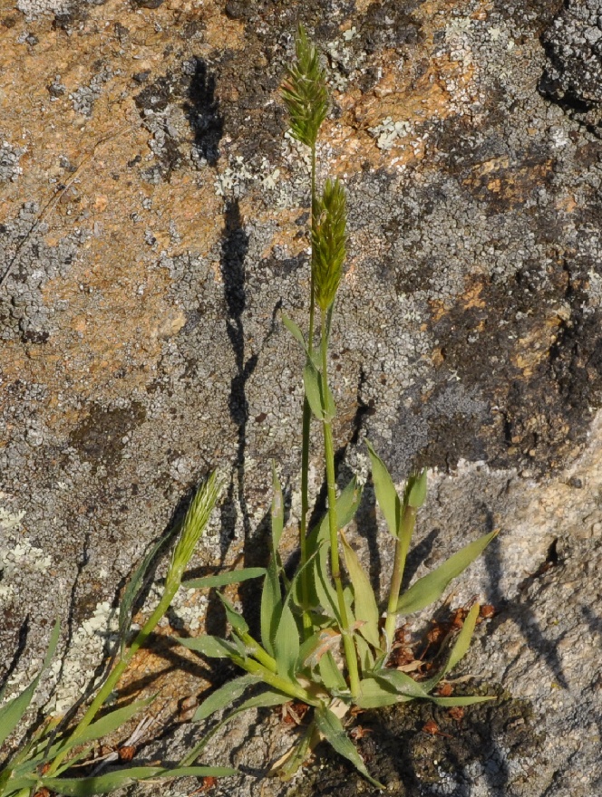 Image of genus Anthoxanthum specimen.