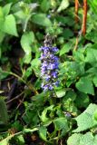 Ajuga reptans