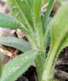 Myosotis sparsiflora. Опушённые стебли. Московская обл., г. Электрогорск, пустырь в окр. ж.-д. станции. 17.04.2016.