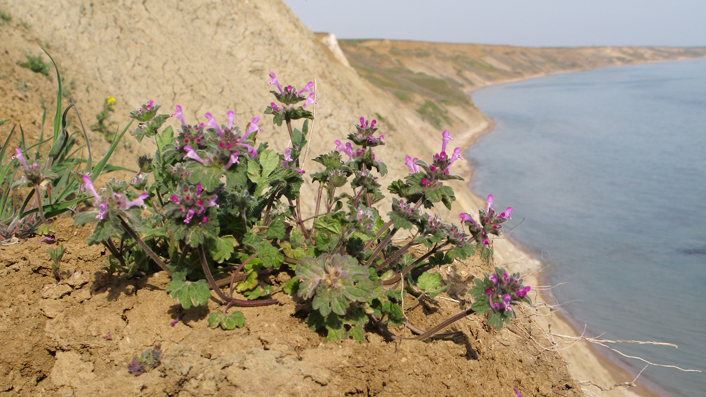 Image of Lamium amplexicaule specimen.