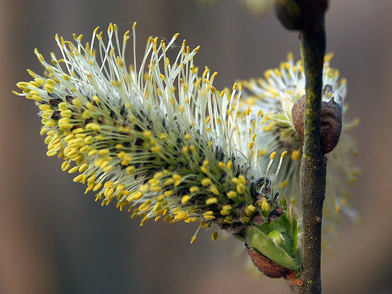 Image of Salix cinerea specimen.