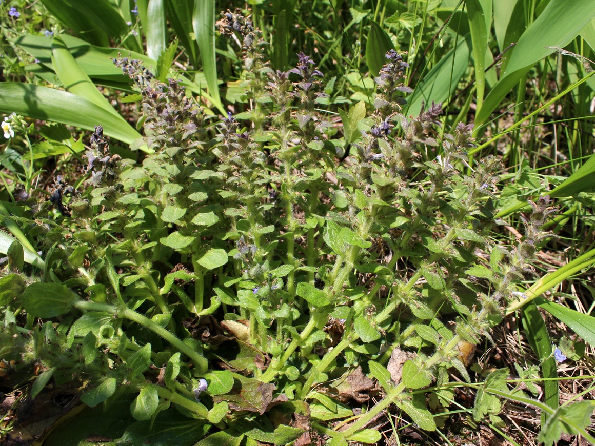 Image of Ajuga pyramidalis specimen.