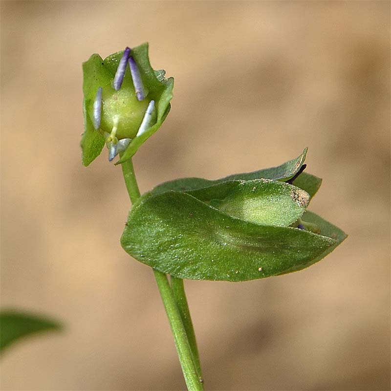 Image of Viola occulta specimen.