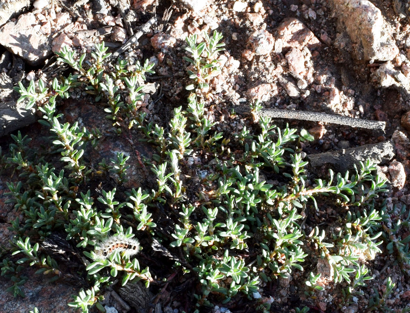 Изображение особи Polygonum biaristatum.