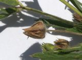 Potentilla recta