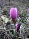 Crocus tauricus