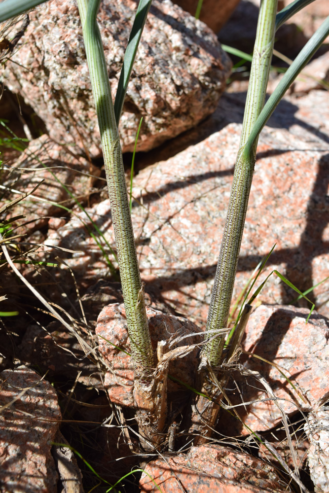 Image of Allium marmoratum specimen.