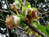 Codonopsis lanceolata. Часть побега с цветками. Приморье, окр. г. Находка, на лесной поляне. 19.08.2016.