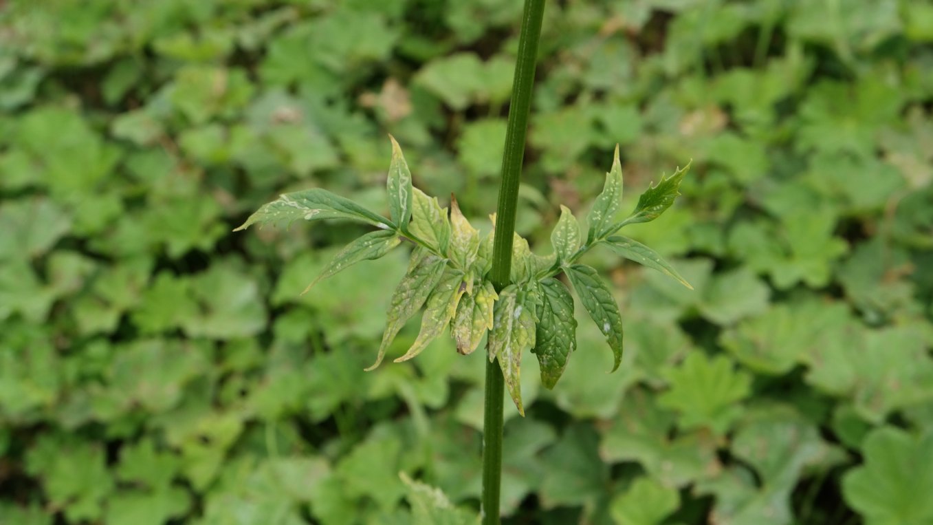 Изображение особи род Valeriana.