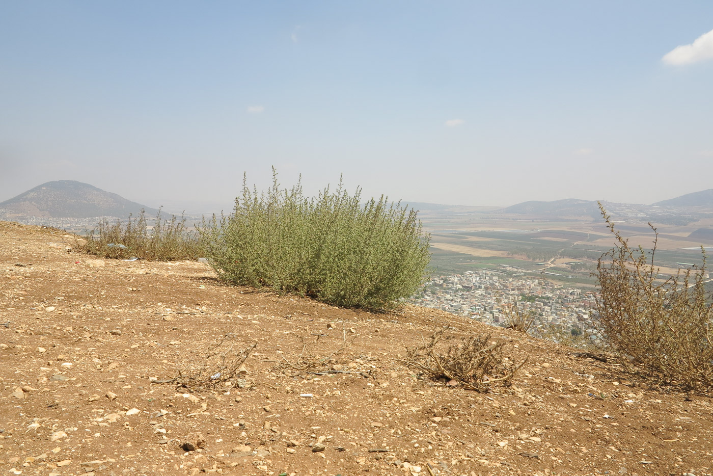 Image of Salsola pontica specimen.