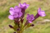 Gentianella caucasea. Цветки. Карачаево-Черкесия, Карачаевский р-н, ущелье Чиринкол, низкотравный субальпийский луг на склоне горы Кийны-кая (3409), выс. ≈ 1800 м н.у.м. 30.07.2016.