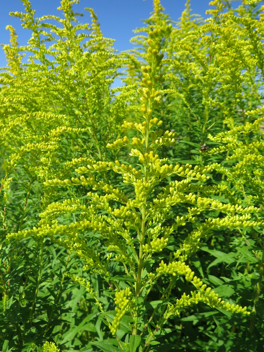 Image of Solidago canadensis specimen.