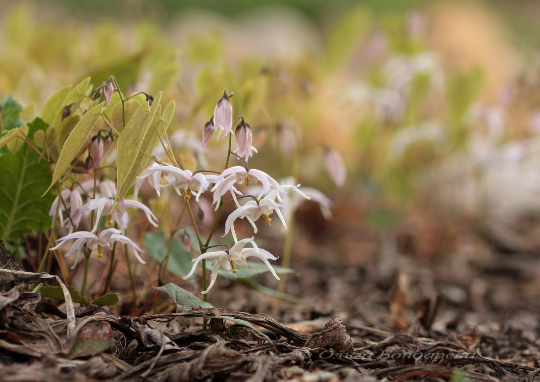 Image of Epimedium leptorrhizum specimen.