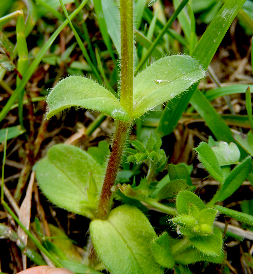 Изображение особи Cerastium glomeratum.