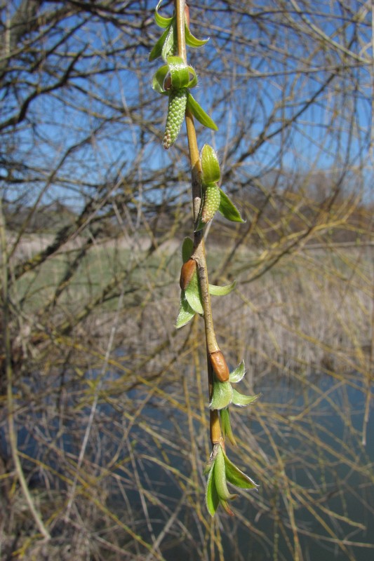 Image of Salix triandra specimen.