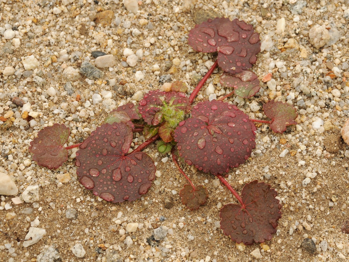 Изображение особи Eremalche rotundifolia.