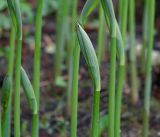 Polygonatum multiflorum. Развивающийся побег. Московская обл., Раменский р-н, окр. дер. Хрипань, садовый участок. 08.05.2017.