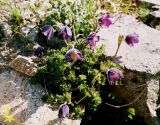 Pulsatilla violacea