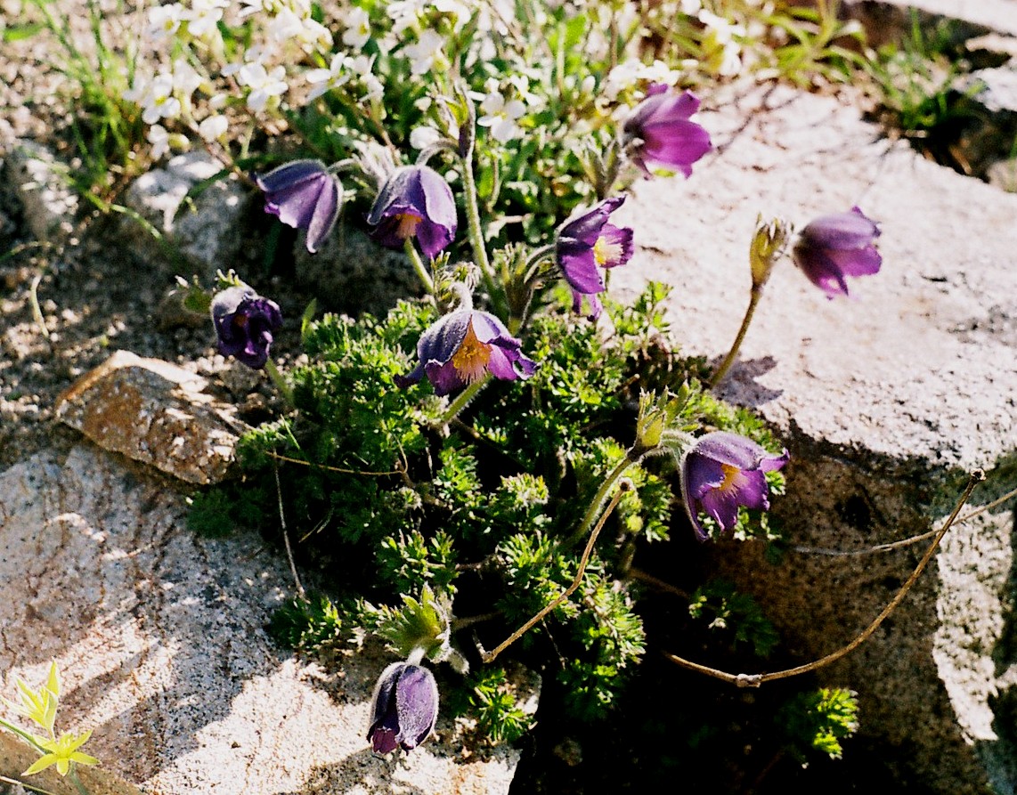 Image of Pulsatilla violacea specimen.