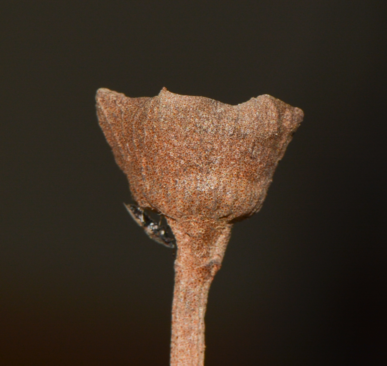 Image of Thespesia populnea specimen.