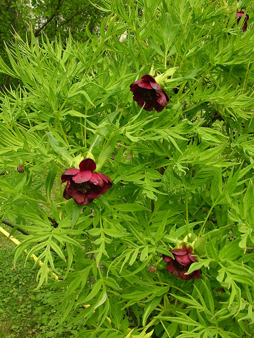 Изображение особи Paeonia delavayi.