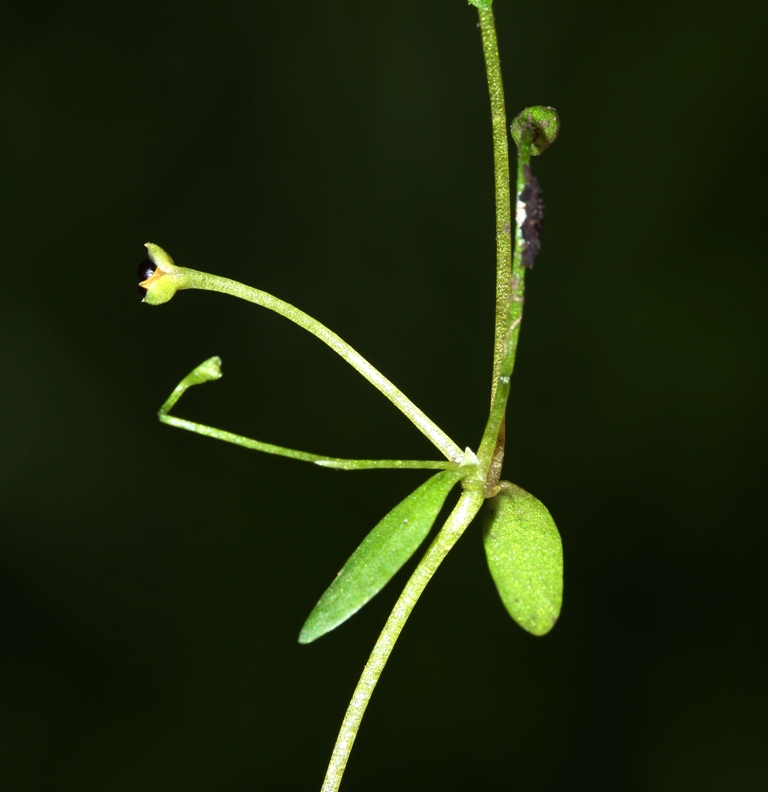 Image of Montia fontana specimen.