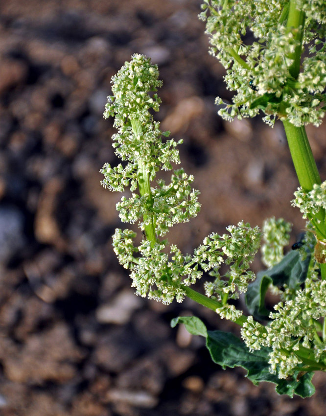 Изображение особи Rheum rhabarbarum.