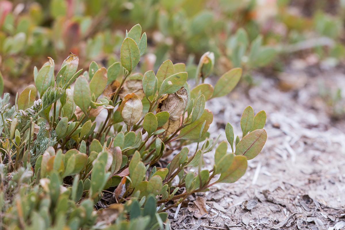 Изображение особи Halimione verrucifera.