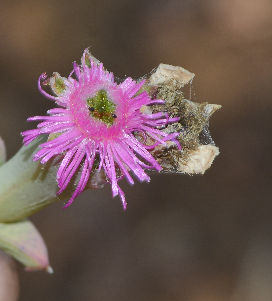 Image of Ruschia perfoliata specimen.