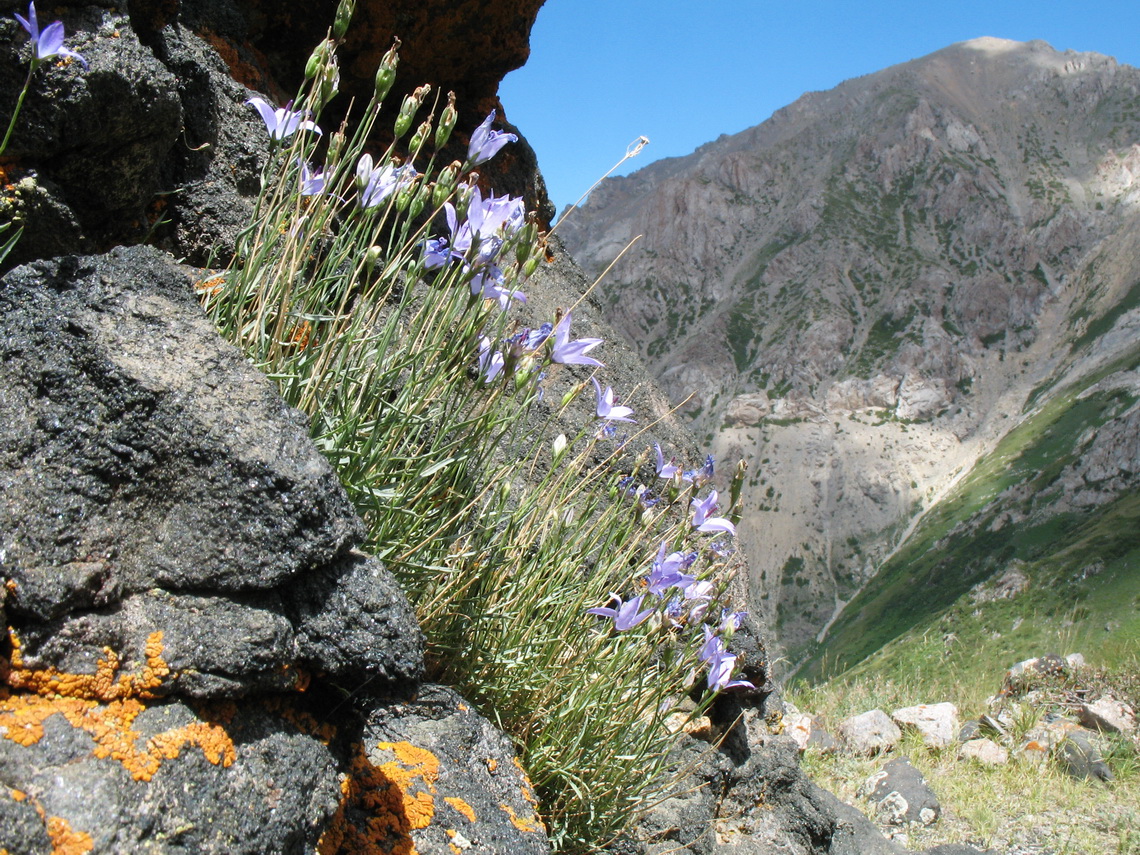 Изображение особи Campanula alberti.