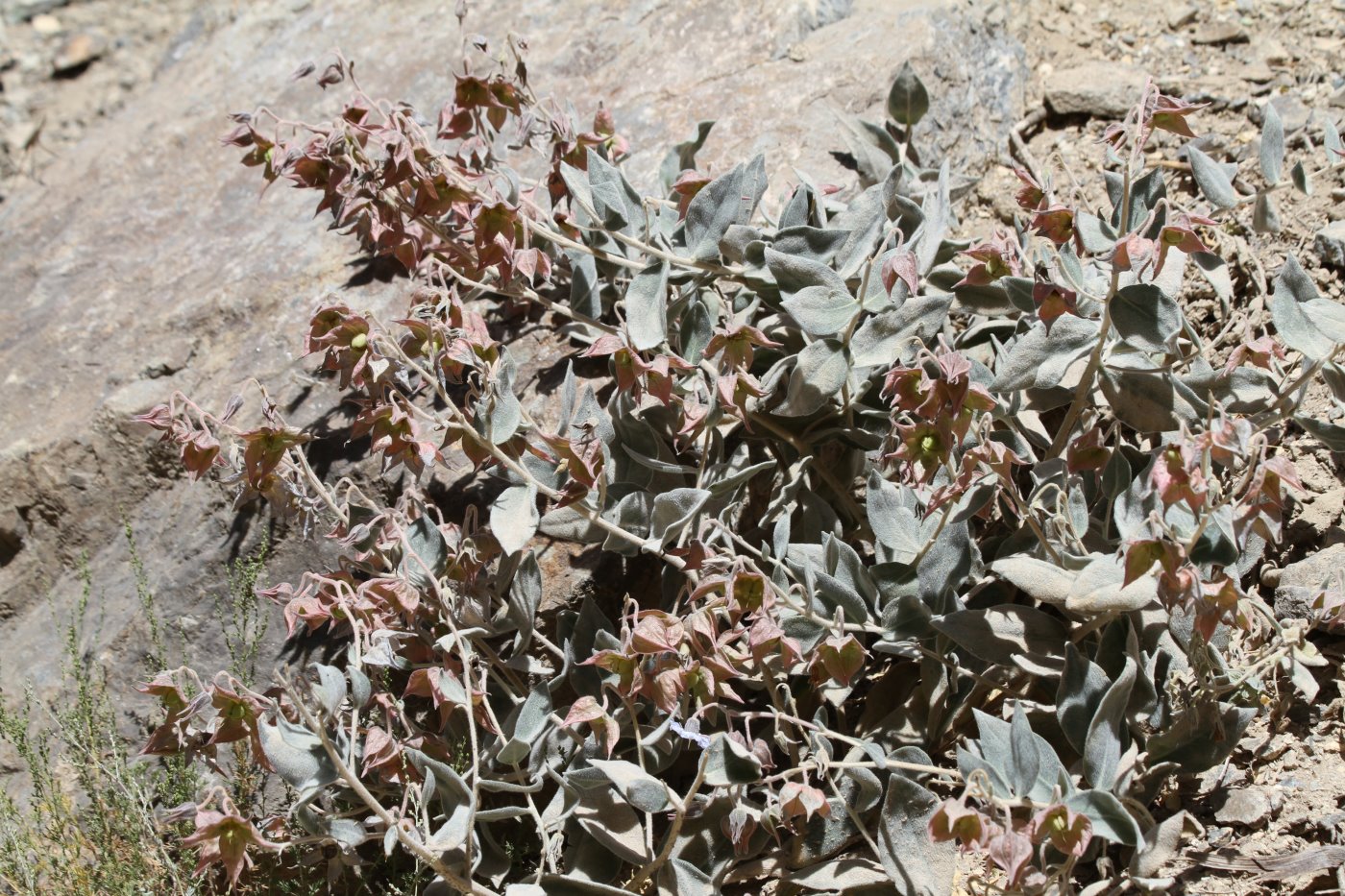 Image of Trichodesma incanum specimen.