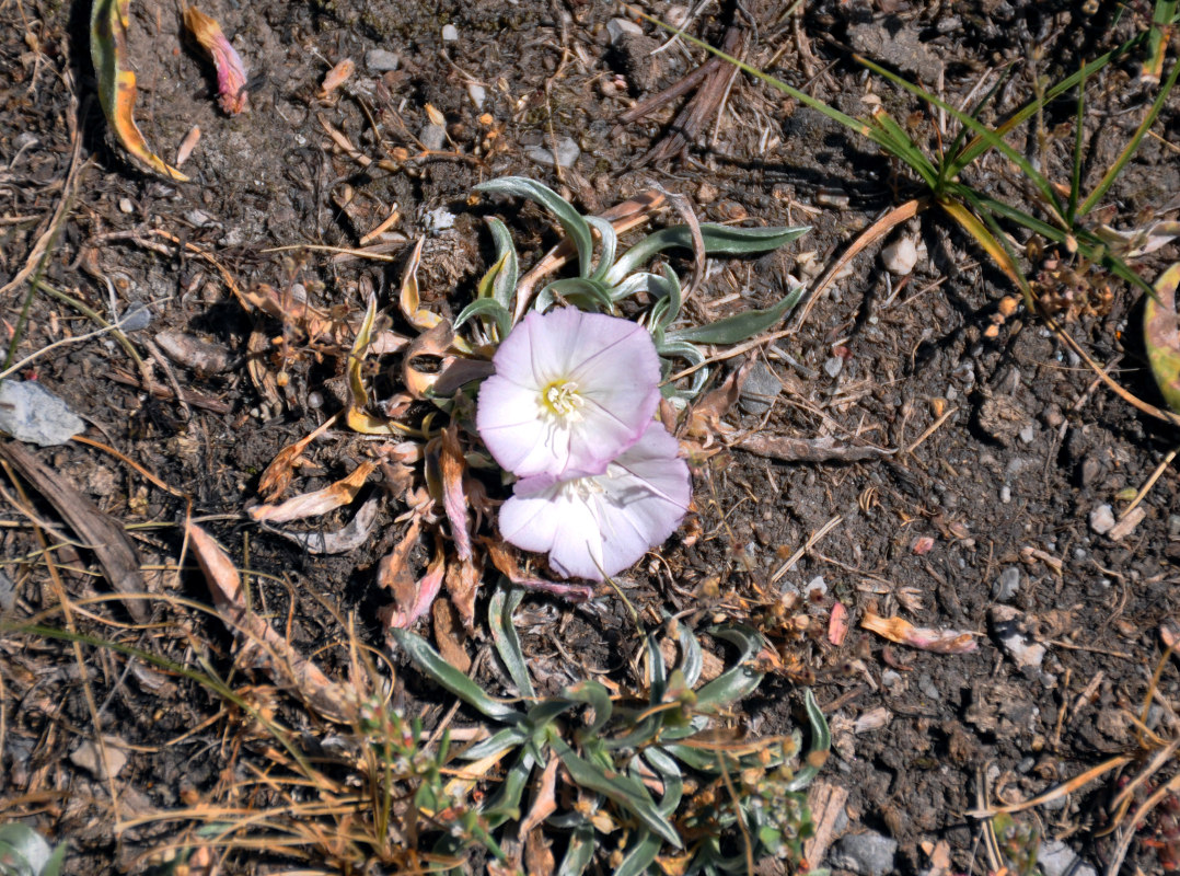 Изображение особи Convolvulus lineatus.