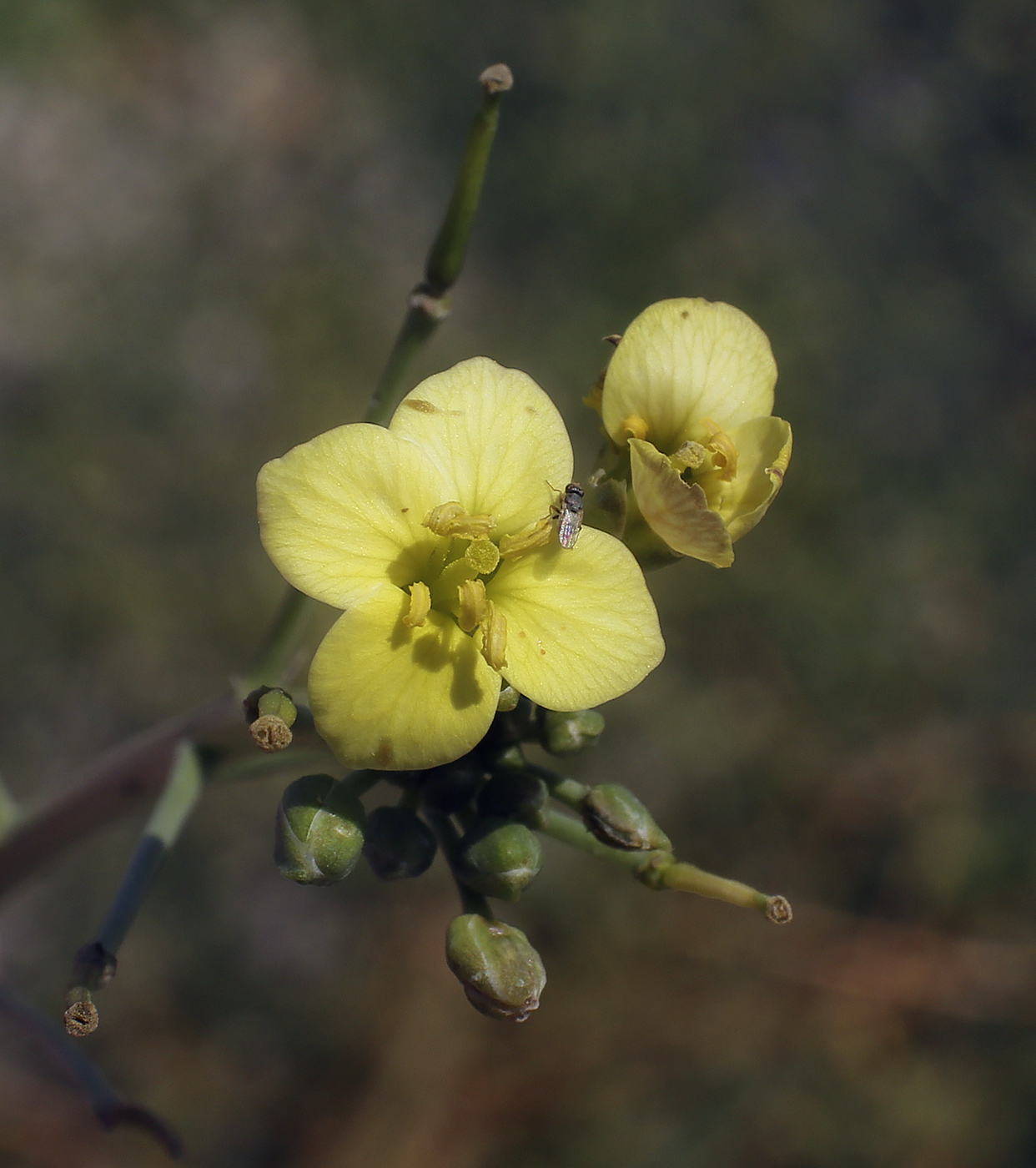 Image of Diplotaxis tenuifolia specimen.