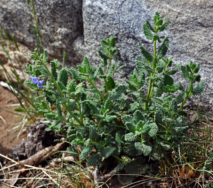 Image of Lophanthus chinensis specimen.