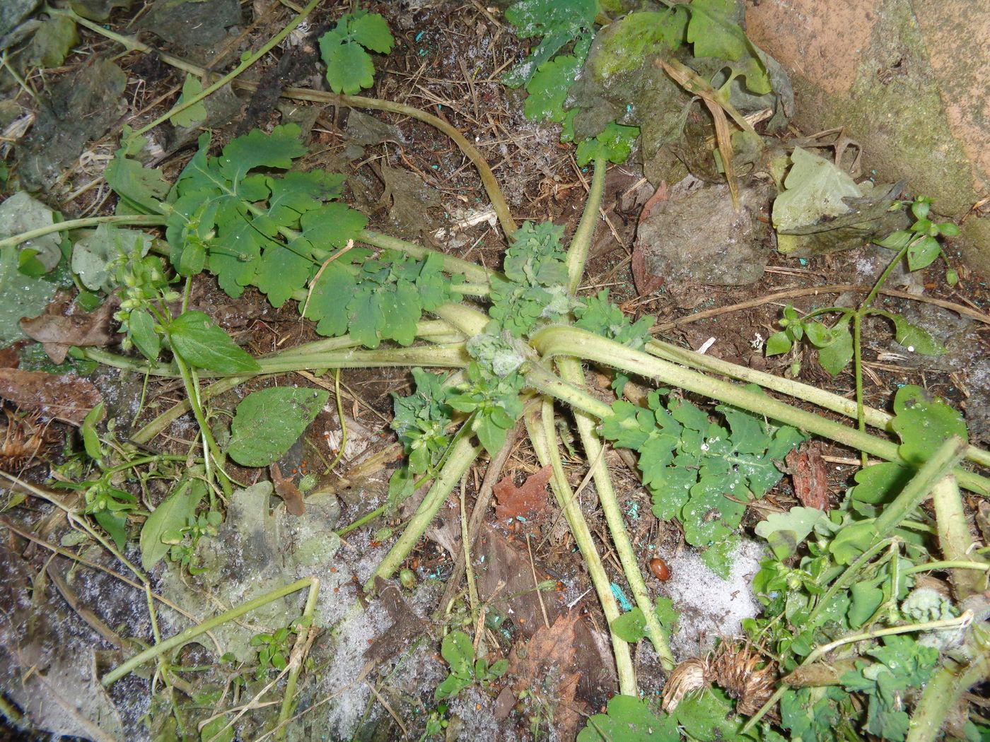 Image of Chelidonium majus specimen.