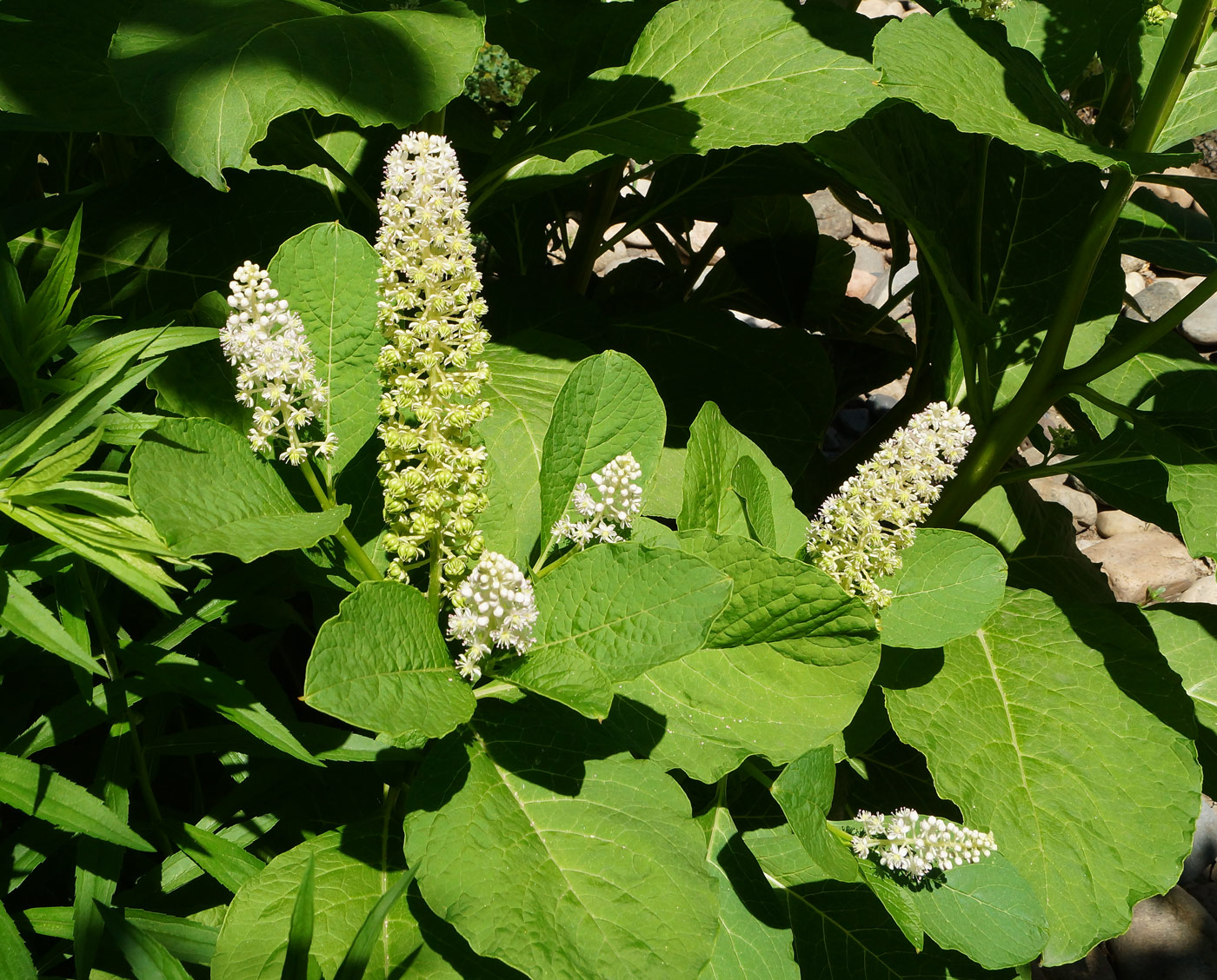 Изображение особи Phytolacca acinosa.