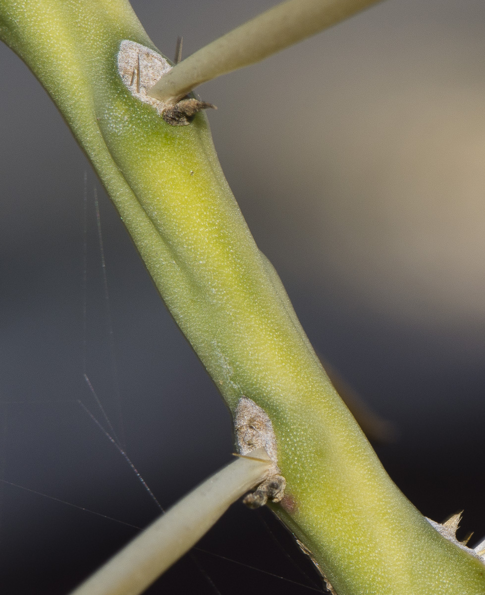 Image of Cylindropuntia leptocaulis specimen.