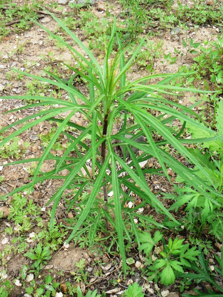 Image of genus Artemisia specimen.