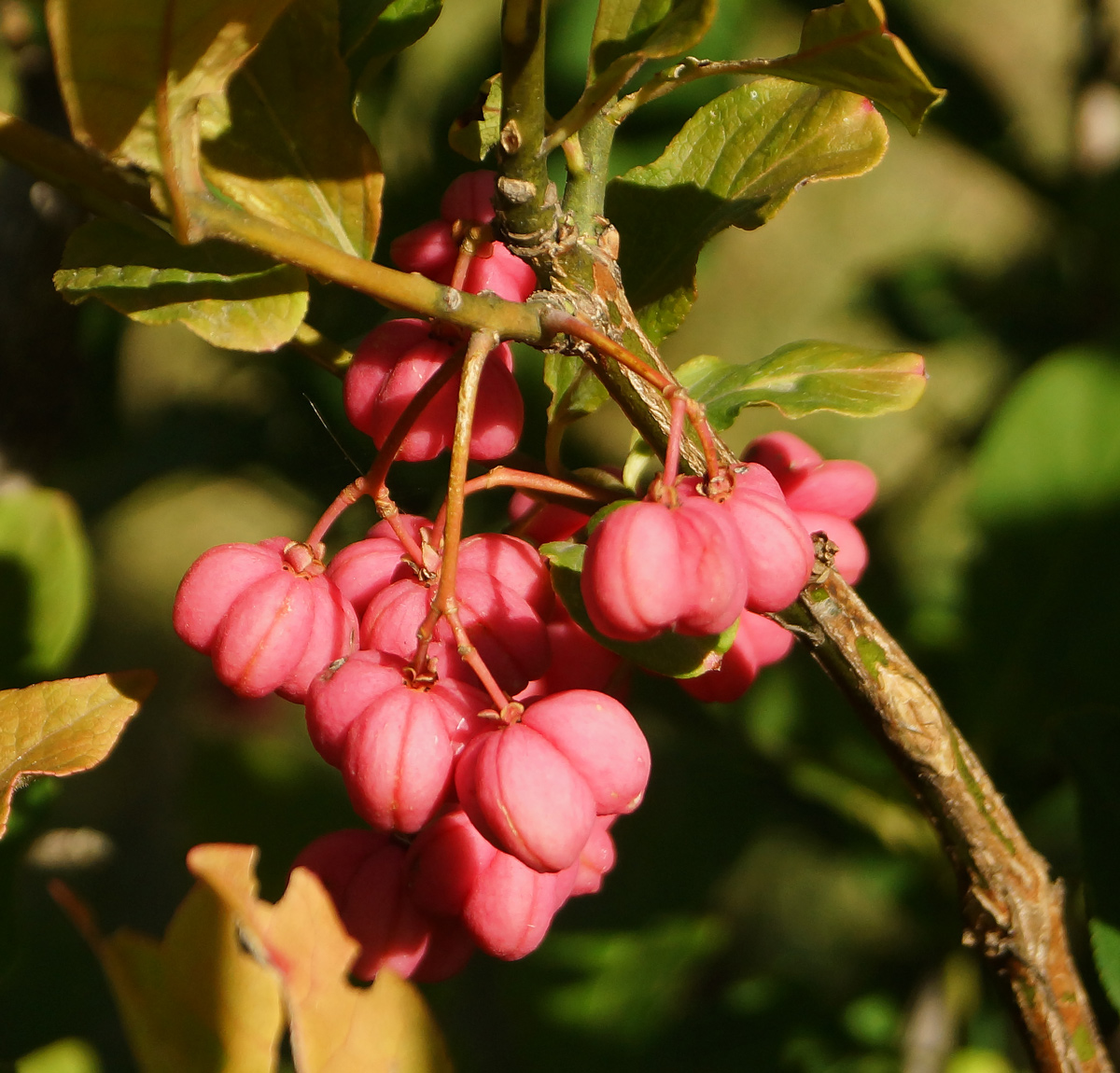 Image of Euonymus europaeus specimen.