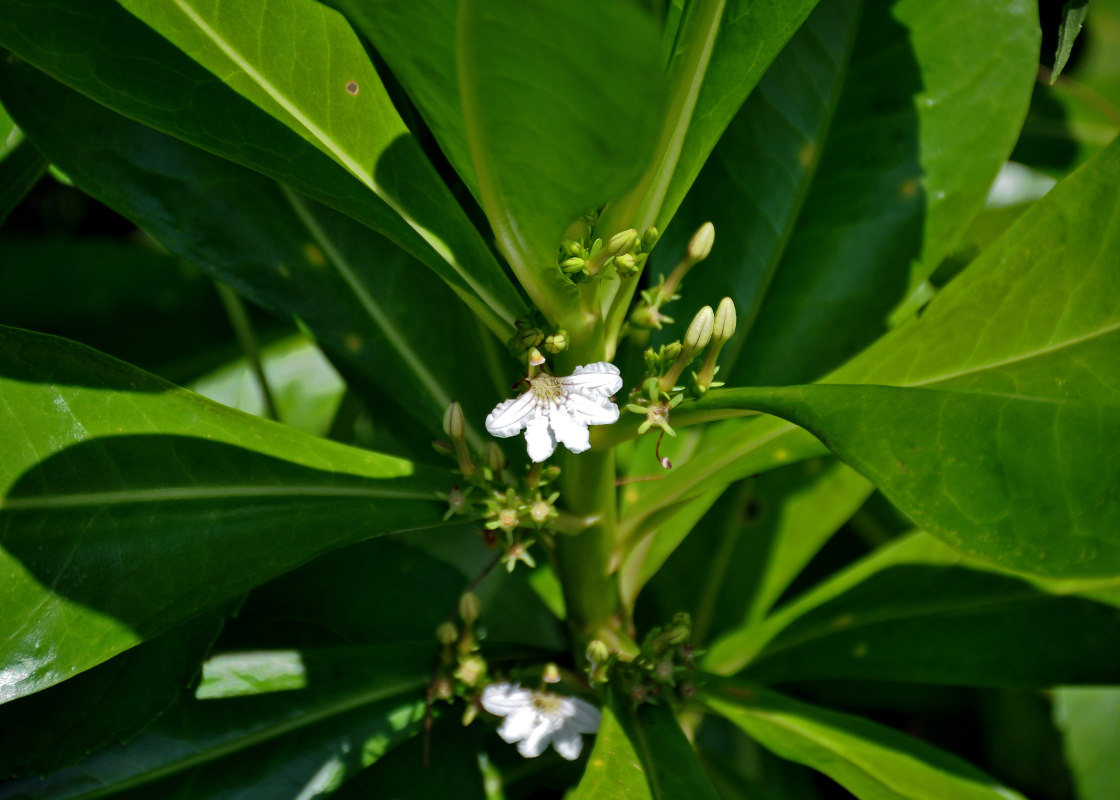 Изображение особи Scaevola taccada.