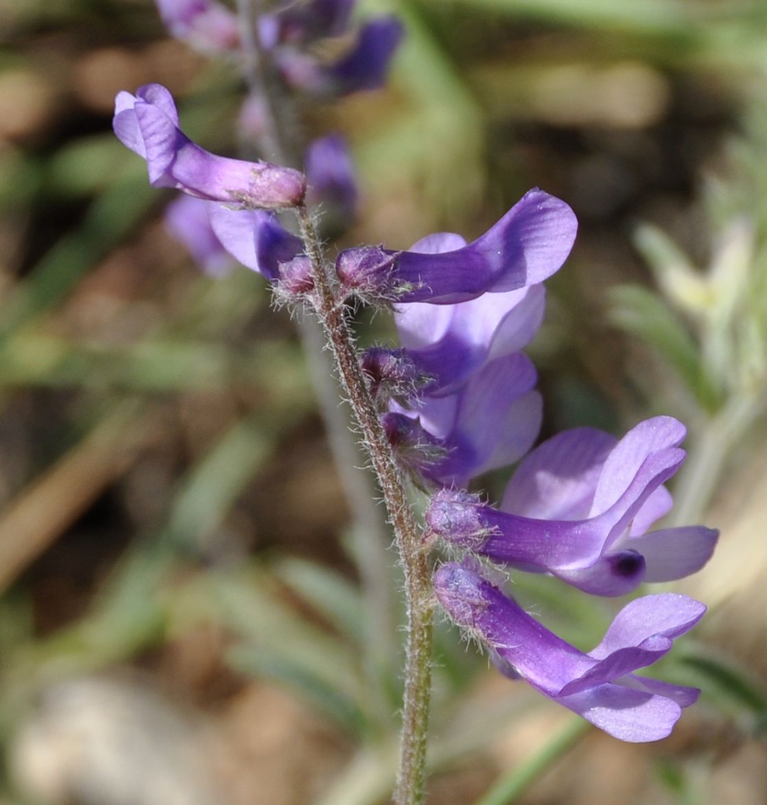 Изображение особи Vicia sibthorpii.