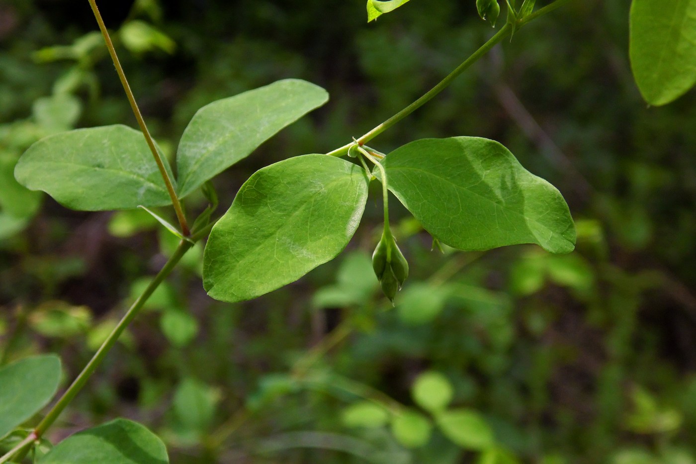 Изображение особи Lathyrus roseus.