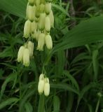 Polygonatum hirtum. Часть соцветия. Крым, Бахчисарайский р-н, плато Мангуп-Кале. 19.05.2018.