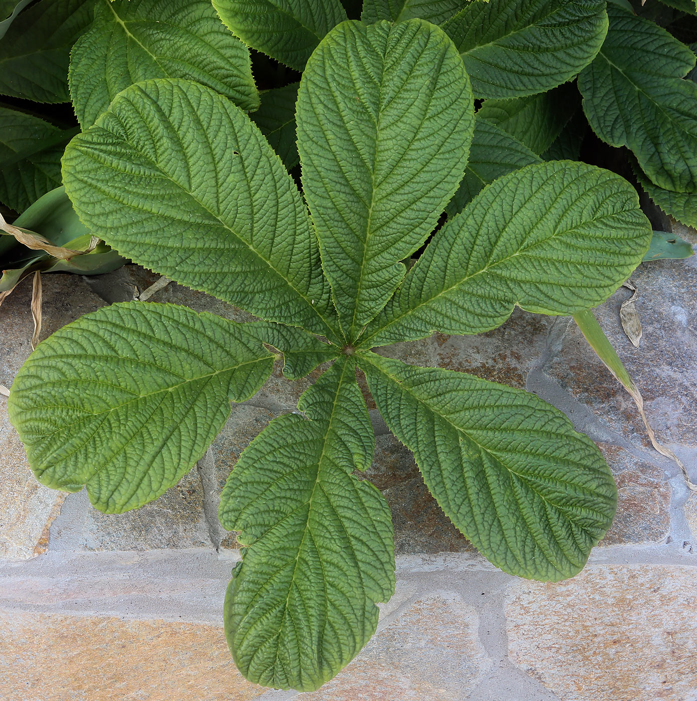 Image of Rodgersia aesculifolia specimen.