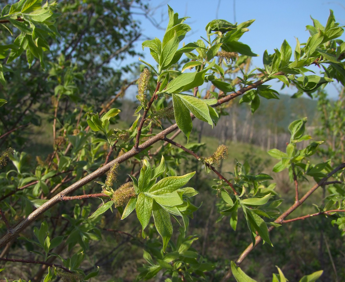 Image of Salix bebbiana specimen.