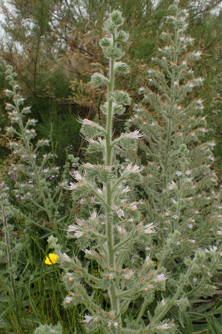 Image of Echium biebersteinii specimen.