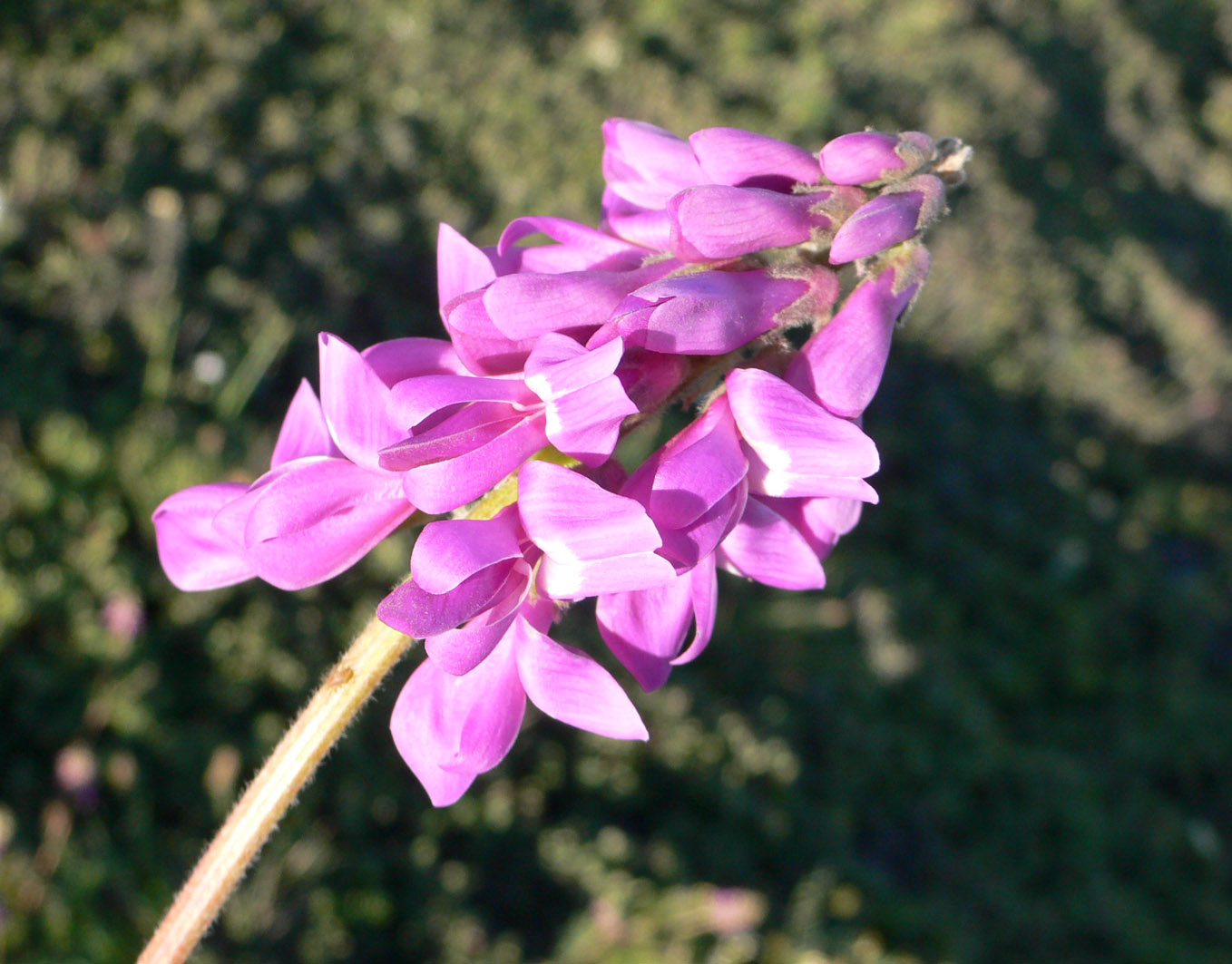 Image of Hedysarum truncatum specimen.