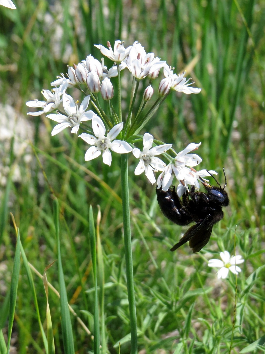 Изображение особи Allium ramosum.