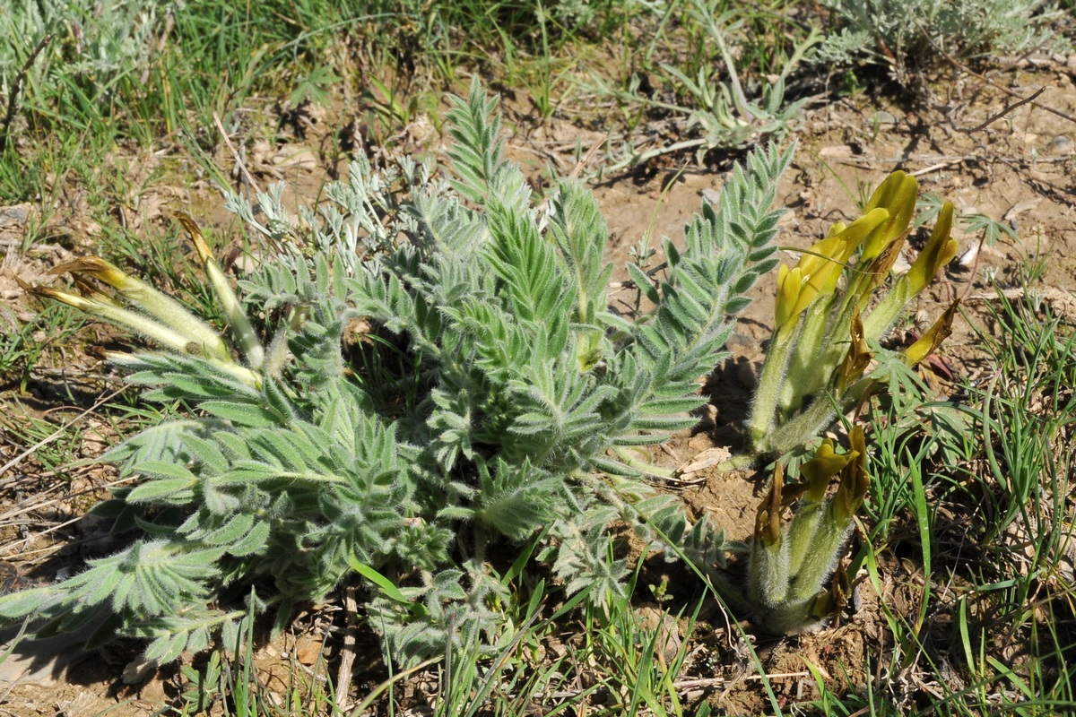 Изображение особи Astragalus xipholobus.